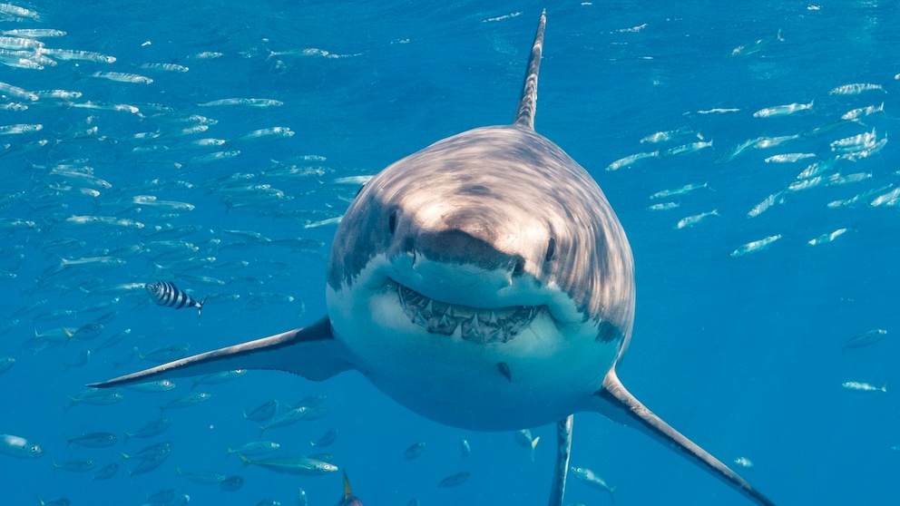 Shark in the Water