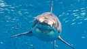 Shark in the Water