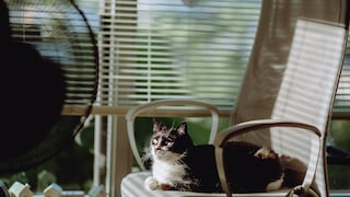Cat Sits on Chair and Looks at Fan