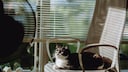 Cat Sits on Chair and Looks at Fan