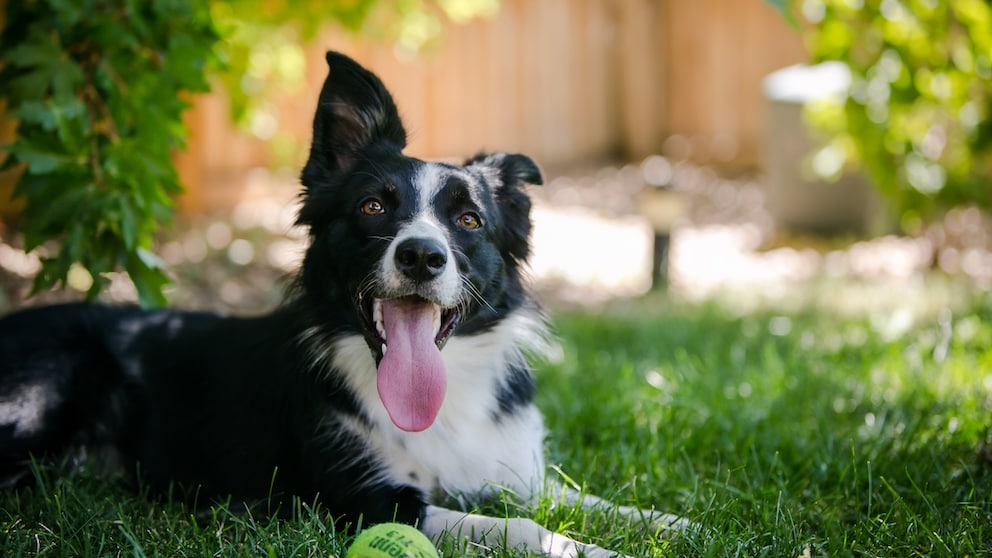 A dog lies in the grass, panting.
