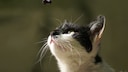 Cat and Bee