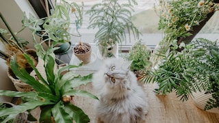 Some plants are particularly toxic to cats—PETBOOK explains which non-toxic plants are suitable for homes with cats.