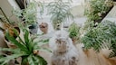 Some plants are particularly toxic to cats—PETBOOK explains which non-toxic plants are suitable for homes with cats.