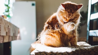 A cat licks its paw
