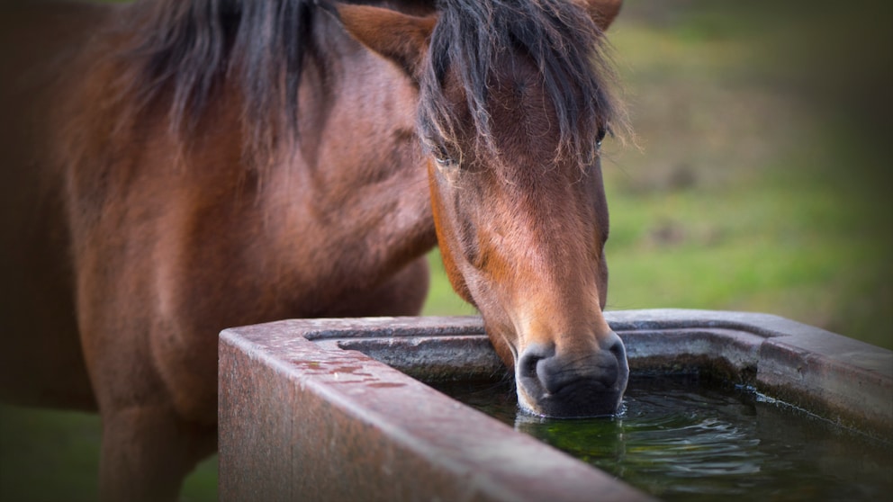 Horse Drinks