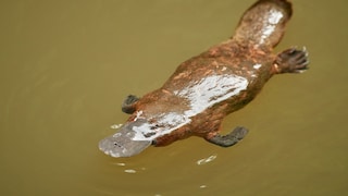 A Platypus in the Water