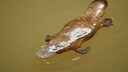 A Platypus in the Water