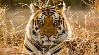 Tiger in a Dry Environment
