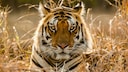 Tiger in a Dry Environment