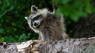 Raccoon Waves Behind Tree