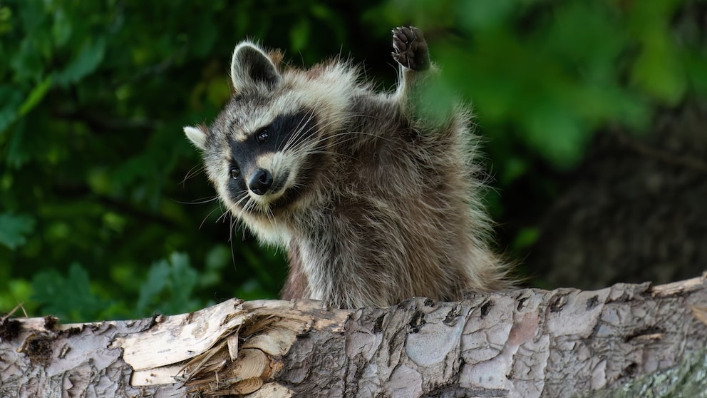 Raccoon Waves Behind Tree