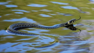 A grass snake swims through the water.