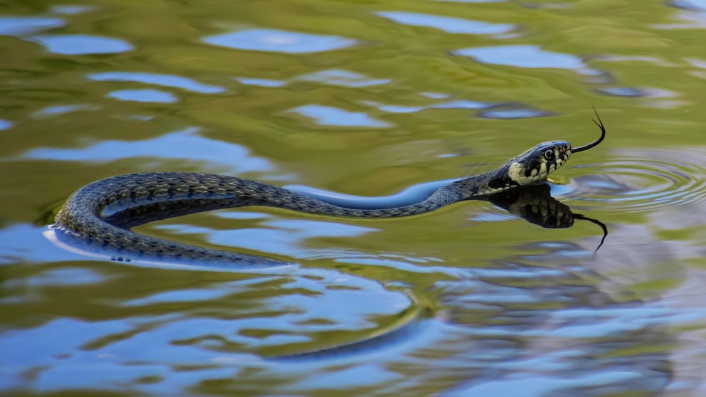 A grass snake swims through the water.