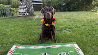 Labrador Sits Behind Three Food Bowls