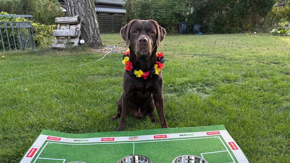 Labrador Sits Behind Three Food Bowls