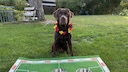 Labrador Sits Behind Three Food Bowls