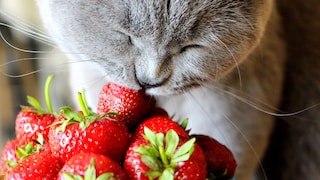 Strawberry Season: Can Cats Eat Strawberries? Expert Christina Wolf Shares Her Insights with PETBOOK