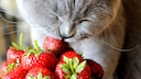 Strawberry Season: Can Cats Eat Strawberries? Expert Christina Wolf Shares Her Insights with PETBOOK