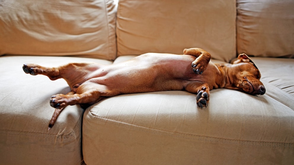 A dachshund is sleeping on its back on a sofa.