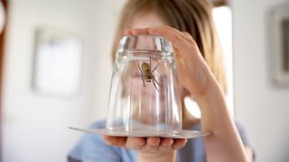 A Spider Trapped in a Glass
