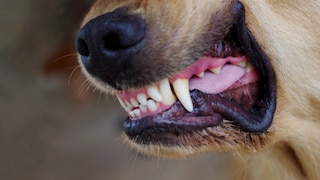 A dog bares its teeth