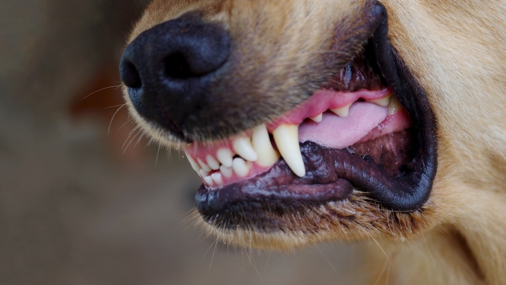 A dog bares its teeth