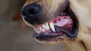 A dog bares its teeth