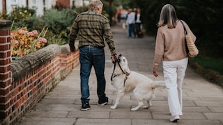 A dog bites the leash while on a walk