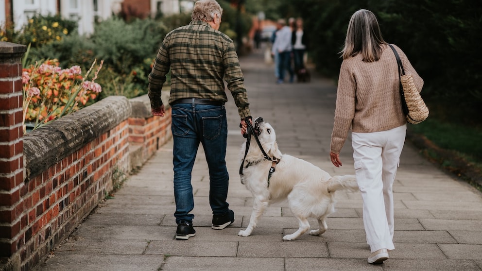 A dog bites the leash while on a walk
