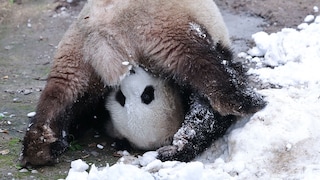 A Panda on the Head.