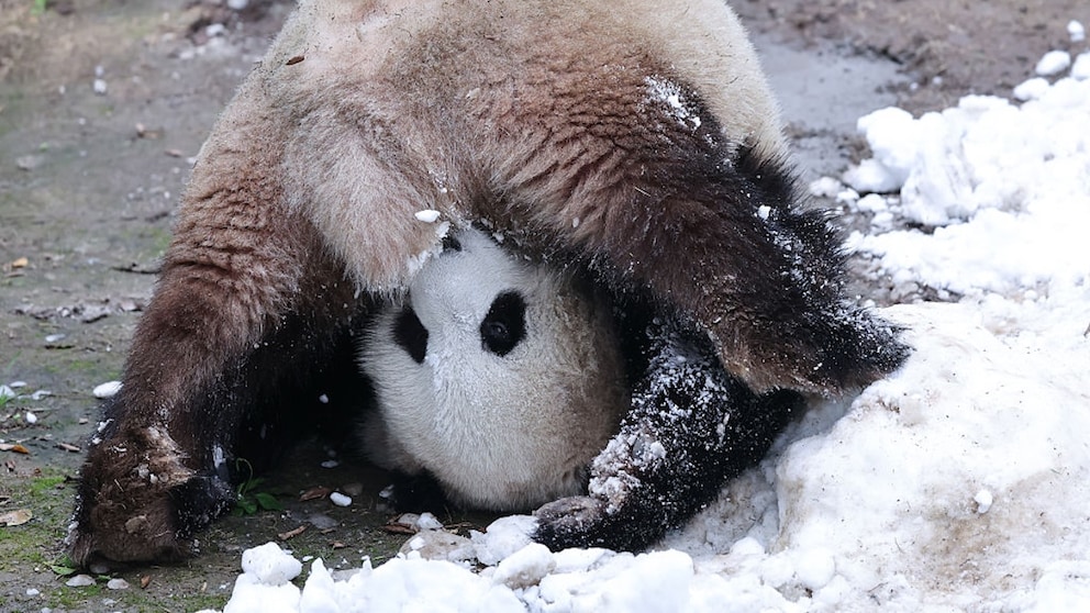 A Panda on the Head.
