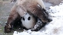 A Panda on the Head.