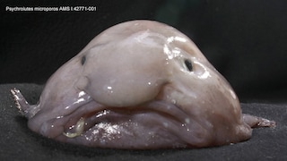 Blobfish