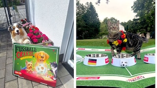 PETBOOK World Cup Oracle 2026