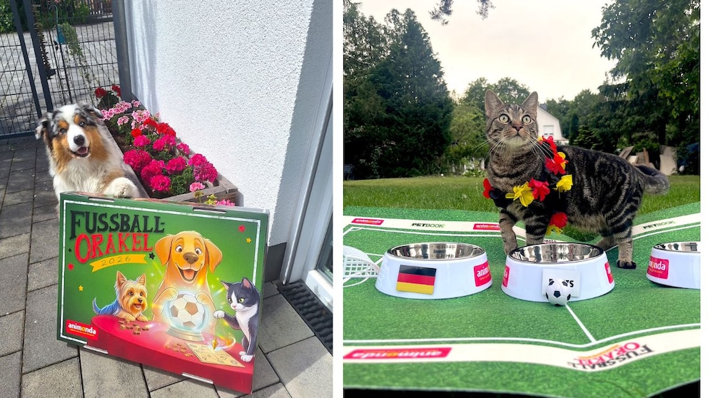 PETBOOK World Cup Oracle 2026