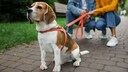 Many dog owners misinterpret this behavior. Dog trainer Katharina Marioth explains what's really behind it.