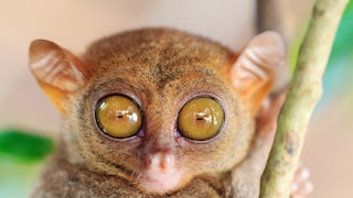 Are you familiar with the tarsier?