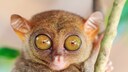 Are you familiar with the tarsier?