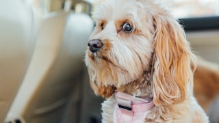 Not every dog naturally finds calm. With the right support, many dogs can learn to respond more calmly to everyday stimuli.