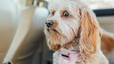 Not every dog naturally finds calm. With the right support, many dogs can learn to respond more calmly to everyday stimuli.
