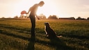 Dog Owner and Dog in the Evening Sun on a Field