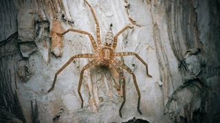 This Australian species of giant crab spider, the Jungle Huntsman Spider, sprinted at nearly 13 kilometers per hour, faster than any other spider in the study.