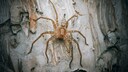 This Australian species of giant crab spider, the Jungle Huntsman Spider, sprinted at nearly 13 kilometers per hour, faster than any other spider in the study.