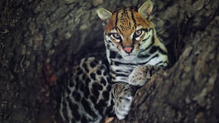 Close-Up of an Ocelot