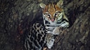 Close-Up of an Ocelot