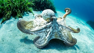 Whether it's an octopus, dolphin, or orangutan, many animals surprise us with abilities such as tool use, strategic thinking, or an exceptional memory.