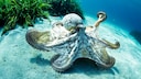 Whether it's an octopus, dolphin, or orangutan, many animals surprise us with abilities such as tool use, strategic thinking, or an exceptional memory.