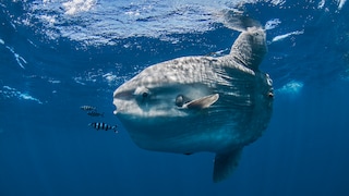 Ocean Sunfish