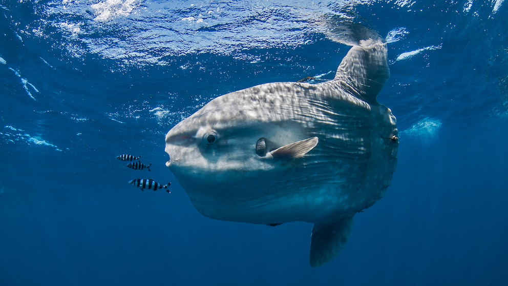 Ocean Sunfish